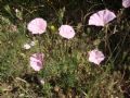 Convolvulus cantabrica